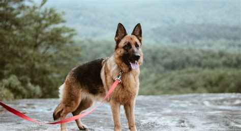 German Shepherd Dog Native