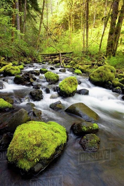 Water Flowing By Moss Covered Rocks In A Stream Stock Photo Dissolve
