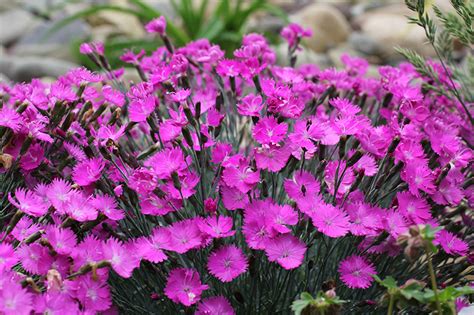 Other tips for dianthus flowers. Firewitch Dianthus