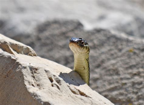 Here is a list of 30 of the world's deadliest snakes, hailing from africa, australia, asia and the americas. Quiz: What's Your Garter Snake IQ? - Forest Preserve ...