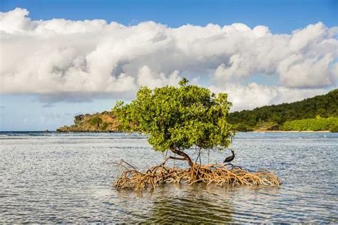 Saint Thomas 25 Timers Mangrove Lagoon Tour Getyourguide