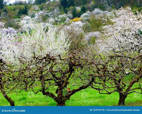 Green Meadow With Countless Fruit Trees In Bloom Stock Image Image Of