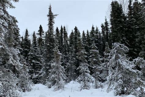 How Microbes Shape The Biodiversity Of Taiga Forests