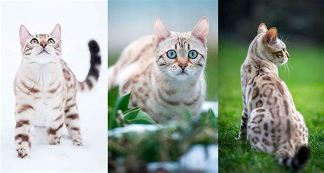 Snow Bengal Cat Infos History And Appearance