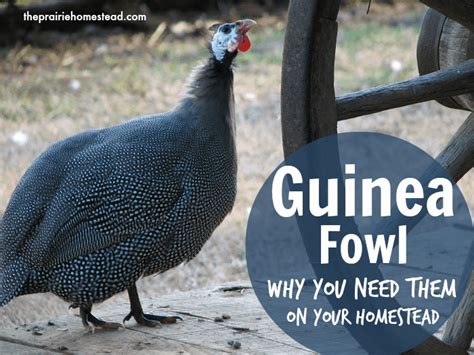 Guinea Fowl Sounds