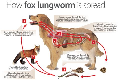 Lungworm In Ontario Dogs Worms And Germs Blog