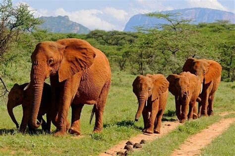 12 Days Best Of Kenya Big Five Wildlife Private Safari