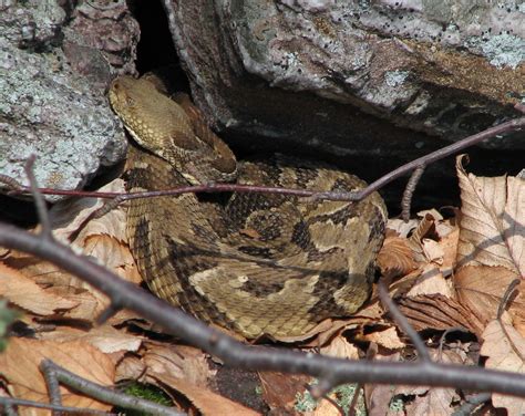 Mapping Rattlesnake Dens In Northern New Jersey Conserve Wildlife