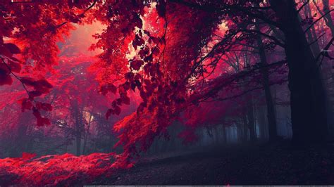 Red Autumn Leaves Trees In Forest Hd Forest Wallpapers Hd Wallpapers