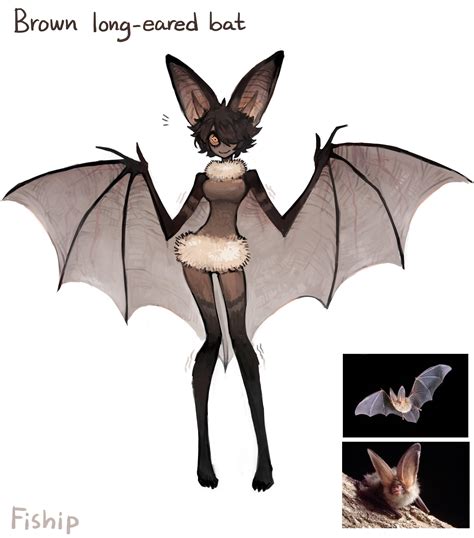 Brown Long Eared Bat Gijinka Moe Anthropomorphism Know Your Meme