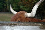 Bull Horns Photograph by LeeAnn McLaneGoetz McLaneGoetzStudioLLCcom ...
