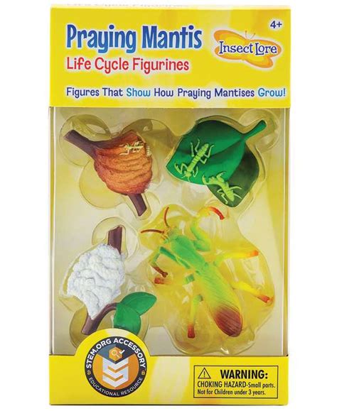 Life Cycle Stages Praying Mantis