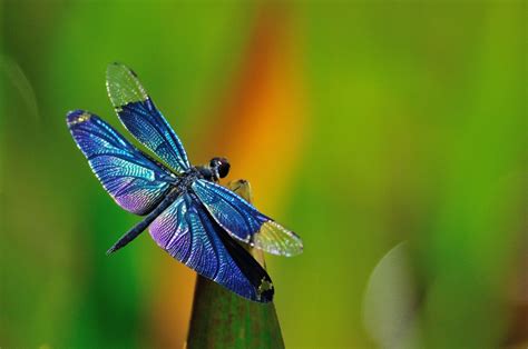 Dragonfly Wallpapers Wallpaper Cave