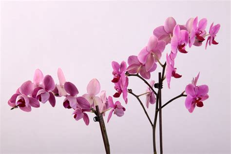 Roze Orchidee Rob Van Hilten Flickr