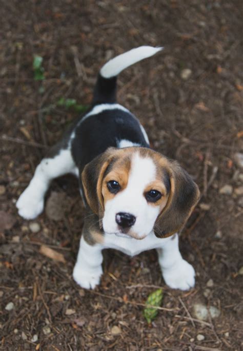 Beagle Puppies Are 8 Weeks Old ~ Woodinville Seattle Wa Akc Kazuri