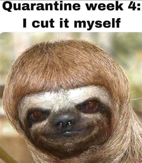 Sloth Of The Day Lets Talk About Sloths Sloth Of The Day Fun Quotes