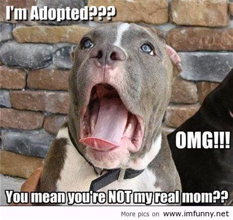 Funny Dogs With Sayings Lol Picture Collection