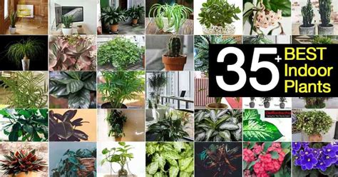 35 Of The Best Indoor Plants For Your Home Plantcaretoday