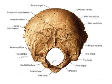 Escama Do Occipital Anatomia I