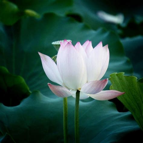 22 Marvellous Pictures Of Lotus Flower