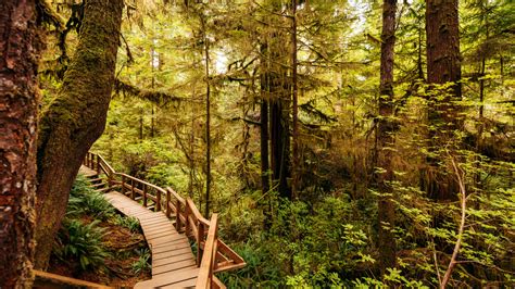 Rainforest Trail On Vancouver Island Best Hike Near Tofino