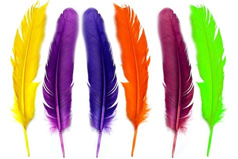 Beautiful feathers from a peacock's tail on an isolated pastel light pink background. 10 Datos Curiosos que seguro ni te imaginabas #5 | | Planeta Curioso