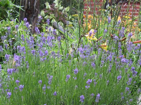 Garten bepflanzung vorgarten pflanzen gartengestaltung cottage garten garten ideen garten lavendel garten planen. Lavendel | Garten, Lavendel