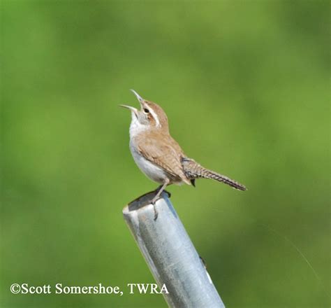 Bewicks Wren State Of Tennessee Wildlife Resources Agency