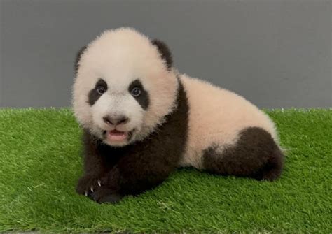 Singapores First Panda Cub Milestones Over 100 Days Singapore News