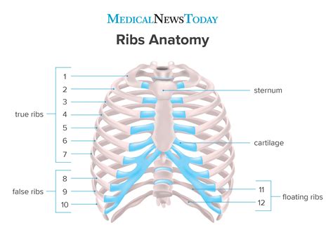 How Many Ribs In The Human Body Brylsriwalsh