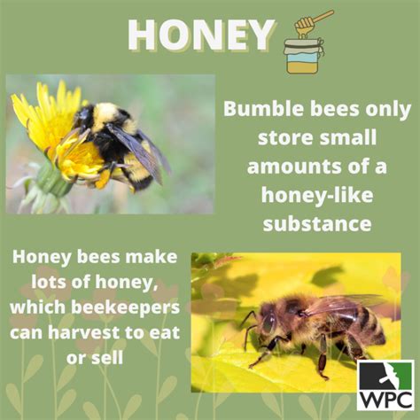 What Are The Differences Between Honey Bees And Bumble Bees Wildlife