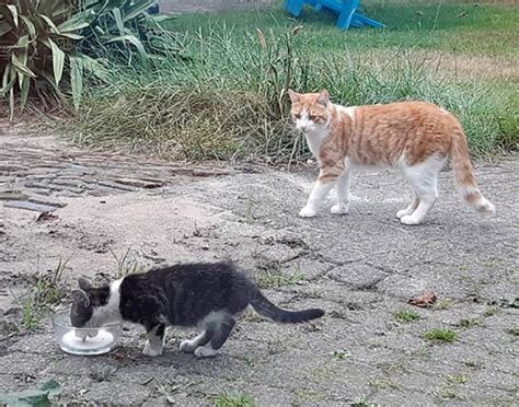 Cat Befriends Stray Kitten From Yard And Brings Him Into His Home