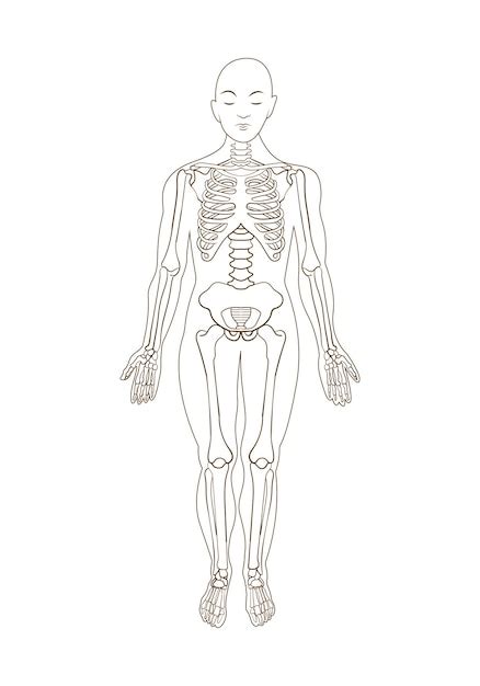 Arte De Desenho De Linha De Anatomia Do Corpo Humano Vetor Premium