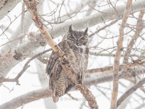 Great Horned Owl In Snow Here Is A Photo Of A Great Horned Flickr