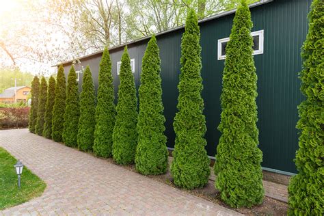 Creating Natural Privacy Screens With Trees And Shrubs