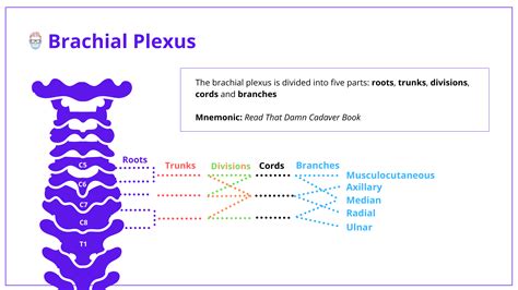 Brachial Plexus Anatomy Roots Trunks Divisions Cords And Branches