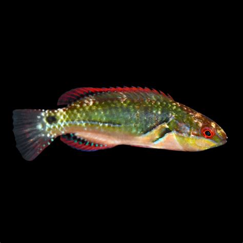 Exquisite Wrasse | Petco