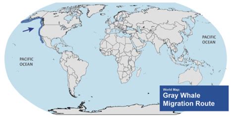 Gray Whale Migration Route Ocean Futures Society