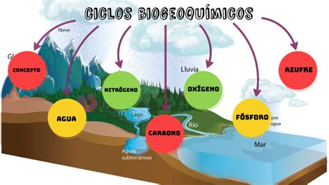 Organizador Visual De Los Ciclos Biogeoquímicos By Dariana Grisel