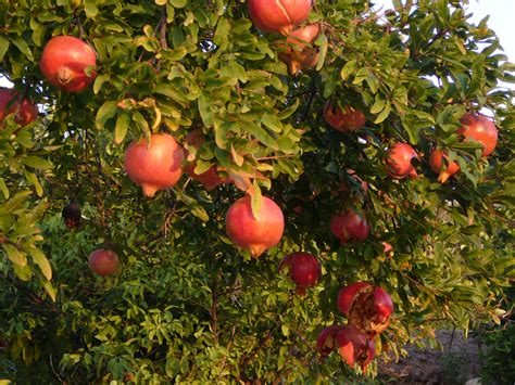 Fruit Trees In California 12 Delicious Fruit Trees For The Bay Area