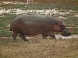 Hippopotamus - Wikipedia