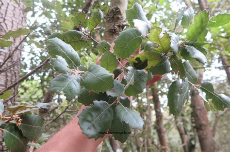 Herken De Boomsoort Nl Steeneik Latin Quercus Ilex Uk Holm Oak Ge