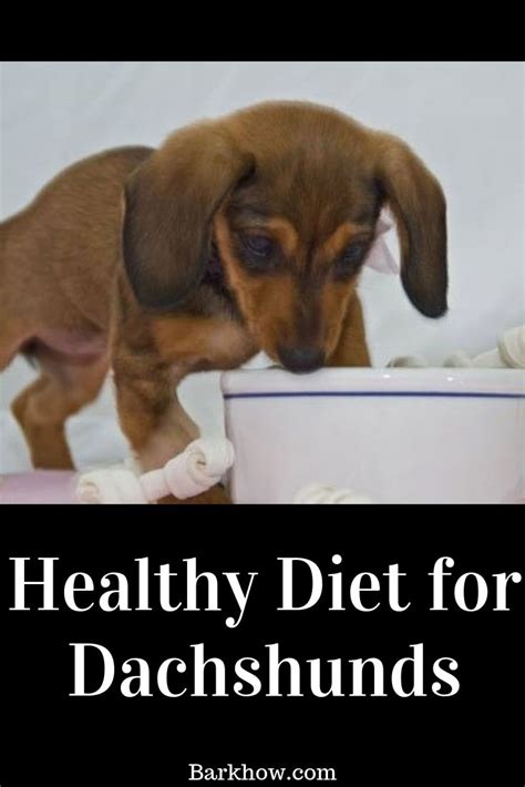 A great diet can help to minimize health concerns and dachshunds are a relatively small breed, but they'll still need a considerable amount of dog food to puppies will need a bit more food than older dogs. Healthy Diet for Dachshunds | Puppies, New puppy, Sausage ...