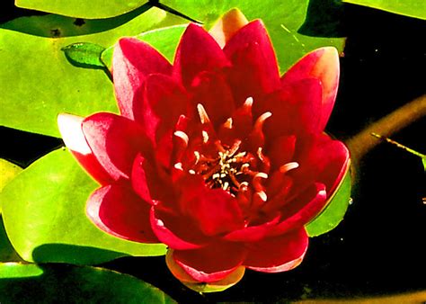 Red Water Lily Photograph By Ellen Holmes