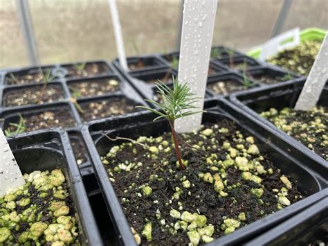 Giant Redwood Sapling P9 Sequoiadendron Giganteum