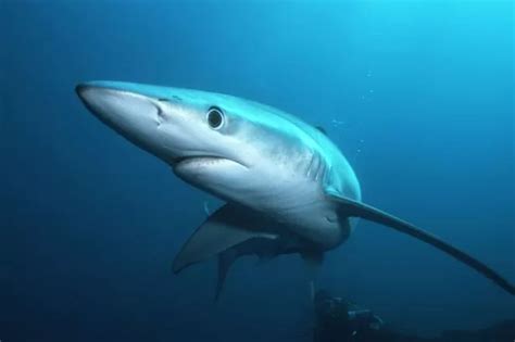 Shock As Shark Is Filmed Swimming In St Ives Harbour Cornwall Live