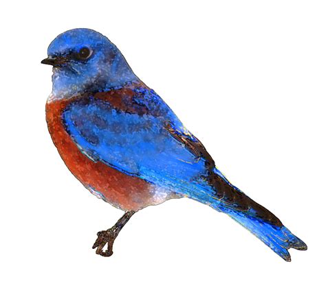 Eastern Bluebird Clipart 10 Free Cliparts Download Images On