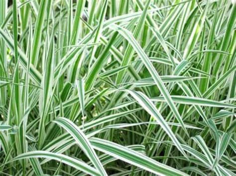 Variegated Reed Sweet Grass Glyceria Maxima Variegata Puddleplants