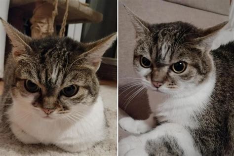 Meet Upsetty Betty The Feline Dubbed Grumpy Cats Successor