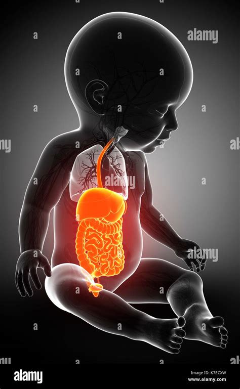 Digestive System Of A Child Hi Res Stock Photography And Images Alamy